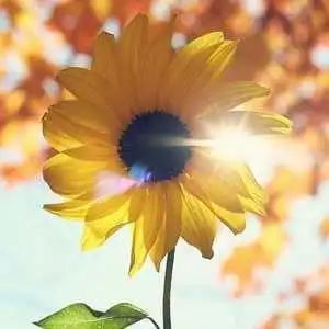 阳光照片微信头像