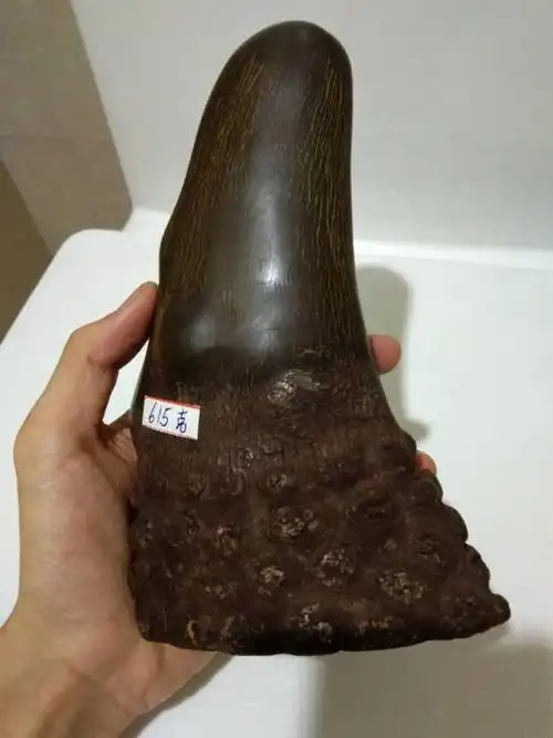 蛇角.据说在我国已经消失几百年了.