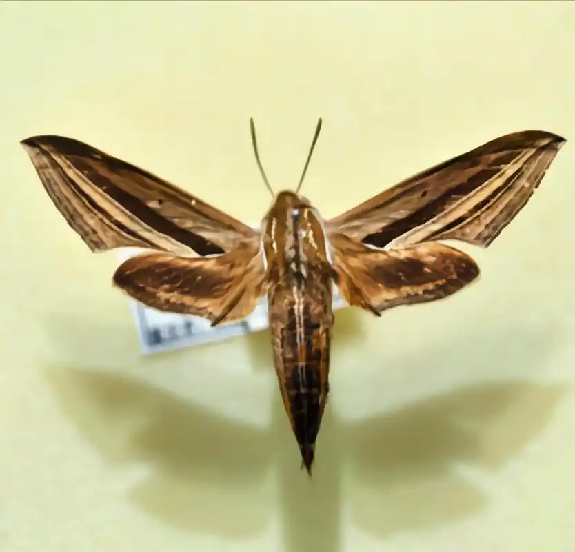 每天认识一种昆虫——凤仙花天蛾 凤仙花天蛾,又名芋双线天鹅蛾是鳞翅