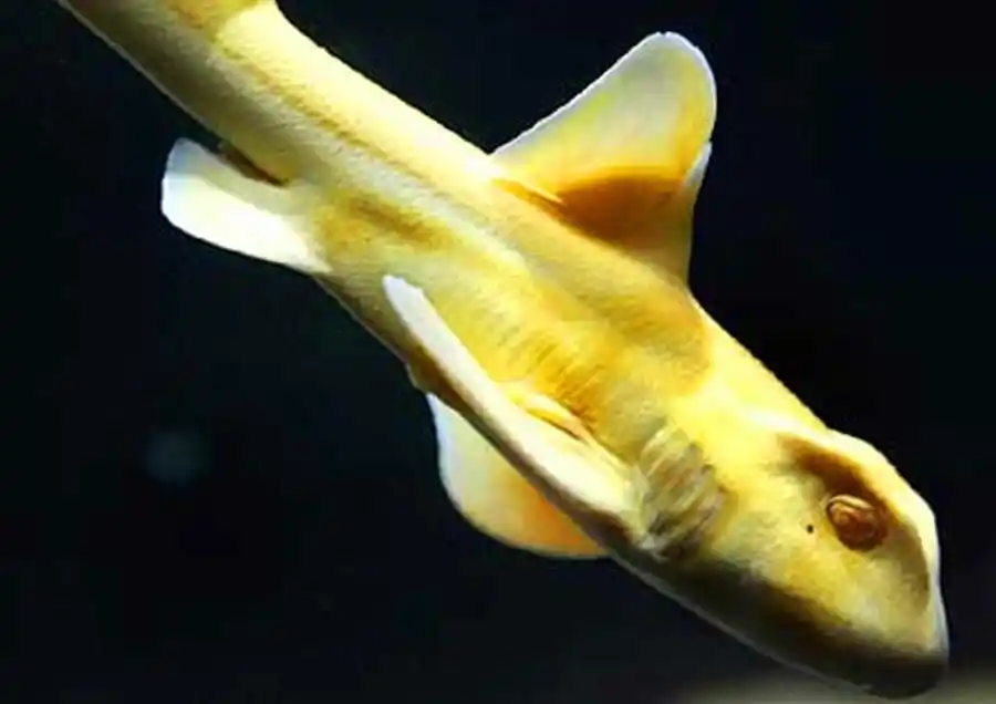 动物知识科普,小编带你了解宽纹虎鲨