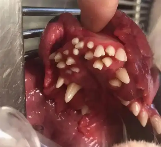 狗狗双排牙多大可以拔(狗狗长双排牙还能自己掉吗)插图(6)