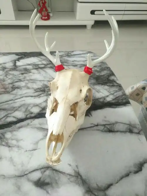 梅花鹿头骨可以放在家里,挂在墙上做装饰吗?风水上有什么讲究?谢谢