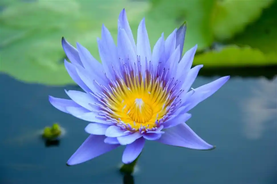 蓝色莲花鲜花图片