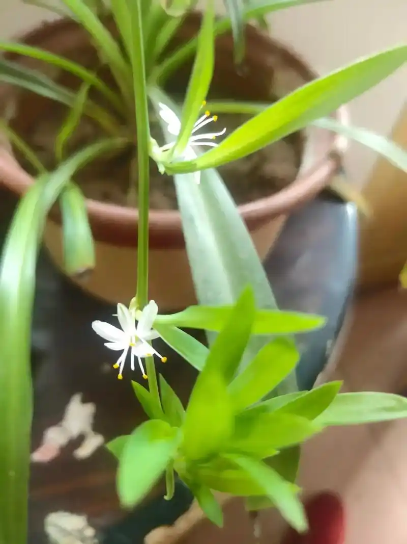 吊兰开花是好兆头寓意好运来临偏向美好!