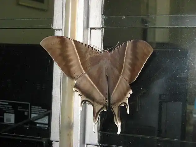 家裹的大飞蛾 2