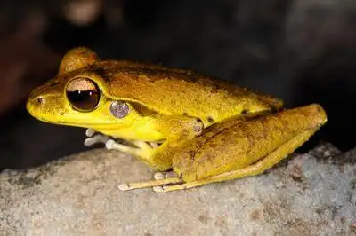 蛙的种类,青蛙的称呼有哪些?_68百科