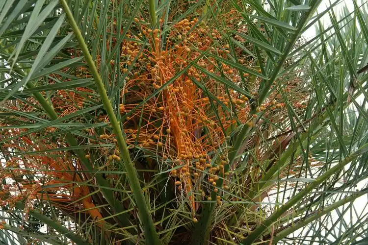 长叶刺葵(加那利椰子)