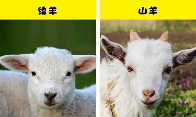 3,绵羊和山羊它们看起来非常相似,因为它们来自同一个动物家族.
