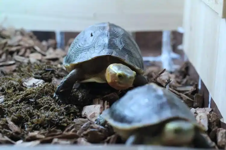 p>黄缘闭壳龟(学名: i>cuora flavomarginata /i>)是龟科,闭壳龟属