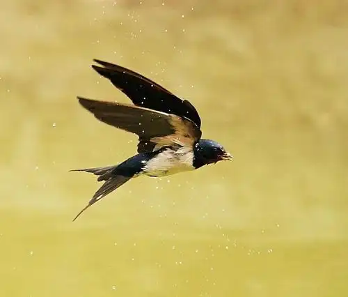 【套图】空中飞行的燕子-蜂鸟网