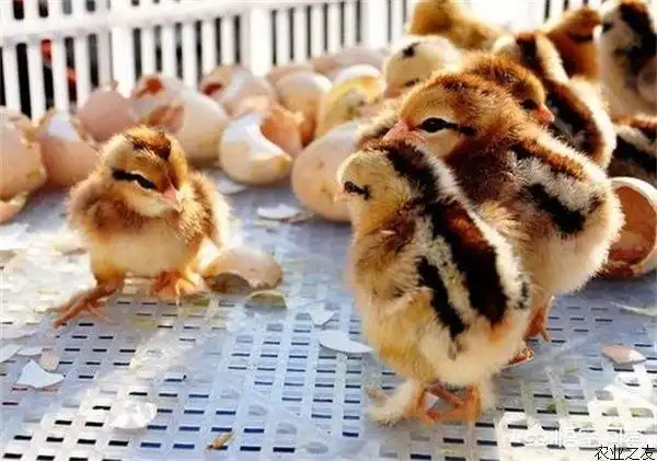 头条问答 - 小鸡苗到家了,一定要烧开水给小鸡饮用吗?(12个回答)