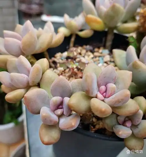 让人省心的冬美人,不但容易养活,也能培育出好的状态