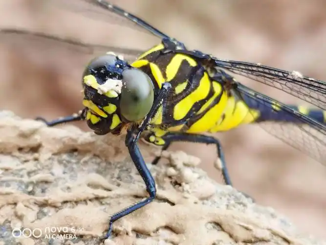 今天又拍到了黄蜻蜓