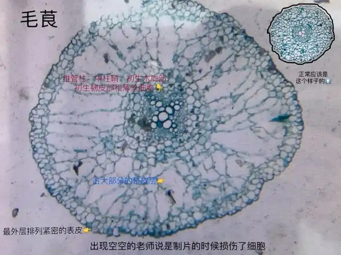 大学植物学实验3