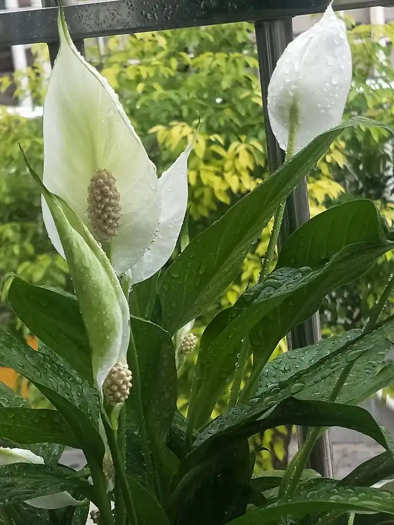 一帆风顺花语是一切顺利一帆风顺是我们生活中常见的观赏性植物花开为