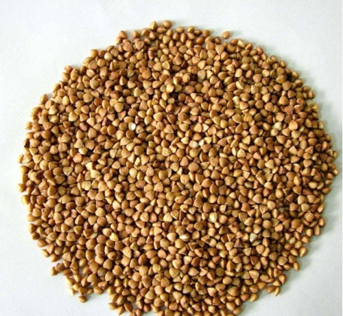 苦荞麦的经济价值你知道多少