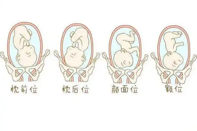 我们都知道,妈妈的子宫是胎儿活动的全部天地.
