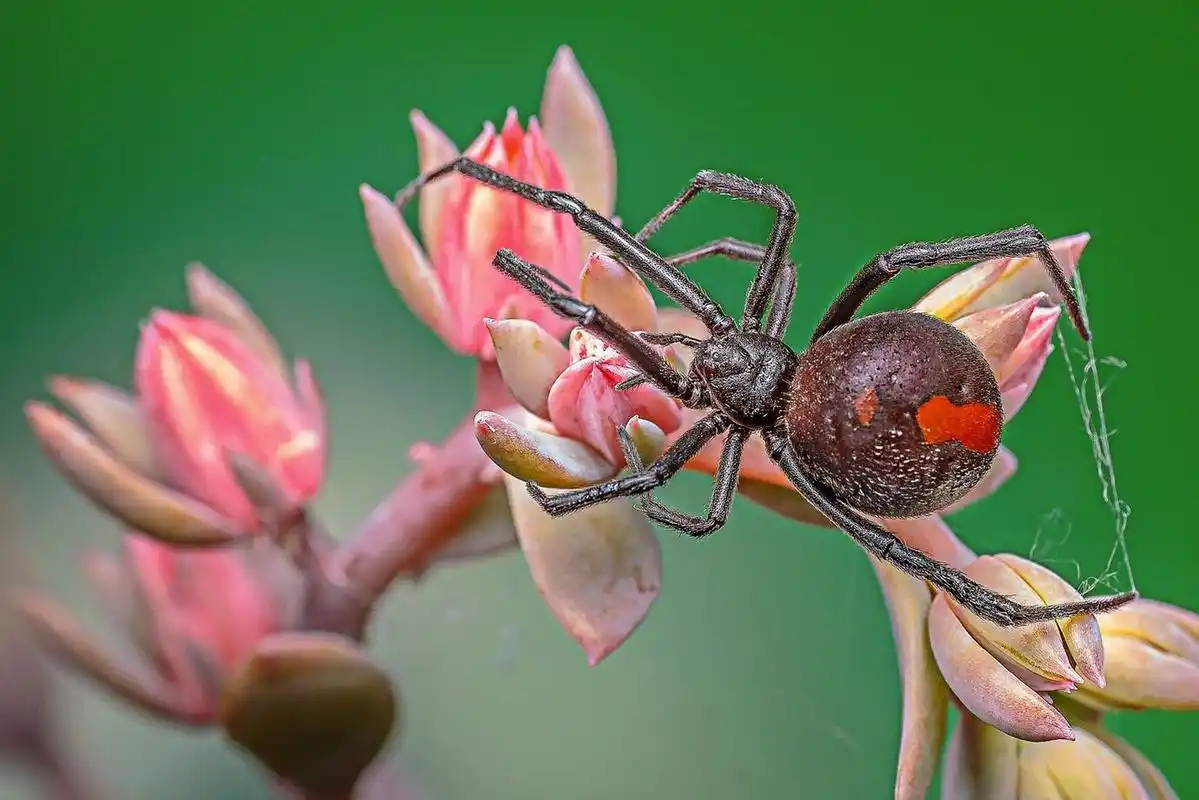 毒物(黑寡妇蜘蛛)9915 黑寡妇蜘蛛(學名:latrodectus mactans)又