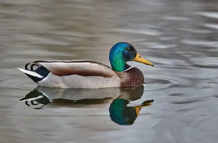 八种野鸭,请观赏