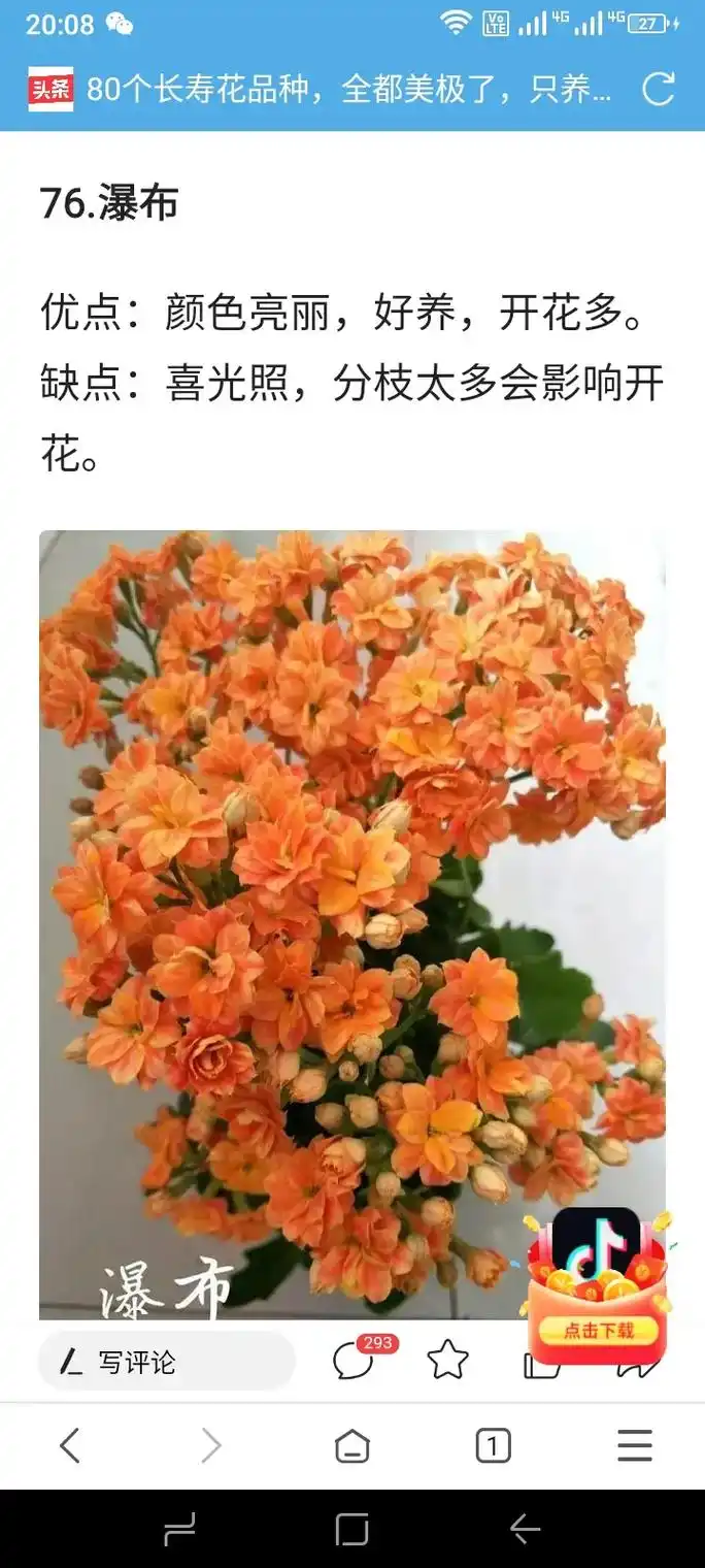 头条80个长寿花品种,全都美极了,只养. 13:34 1 - 抖音