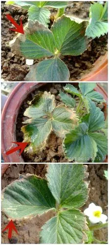 盆栽草莓施肥过多,叶子出现焦糊怎么办?