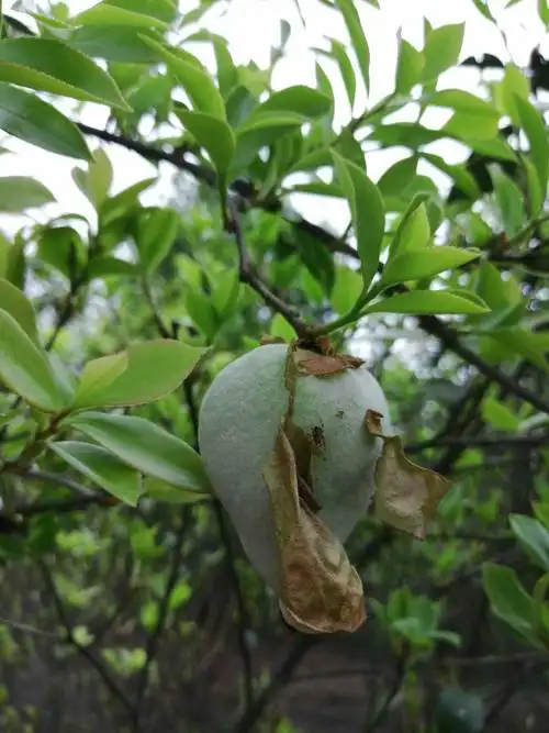 童年趣事之摘茶苞