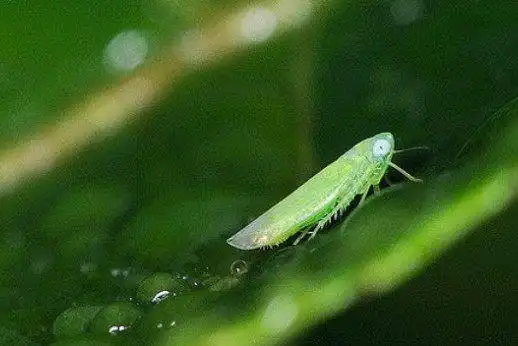 喜欢跳跃的小绿叶蝉,在传播后代的时候,连风也能够利用上!