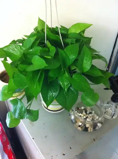 家里的这三个位置别摆放绿萝,忽略了这一点,绿萝才总也养不好