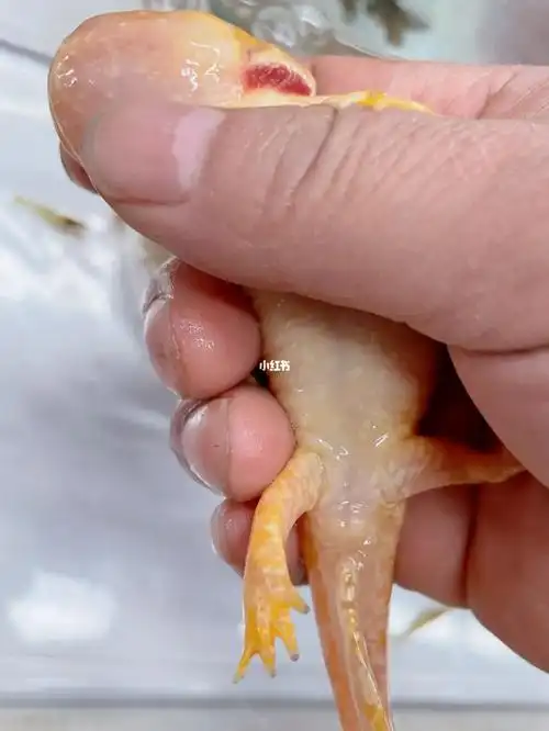 帮我看下呢?#六角恐龙鱼