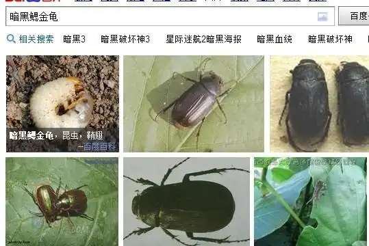 家里突然发现一种黑色的虫子,感觉壳很硬,爬的很慢,好像不是蟑螂,不