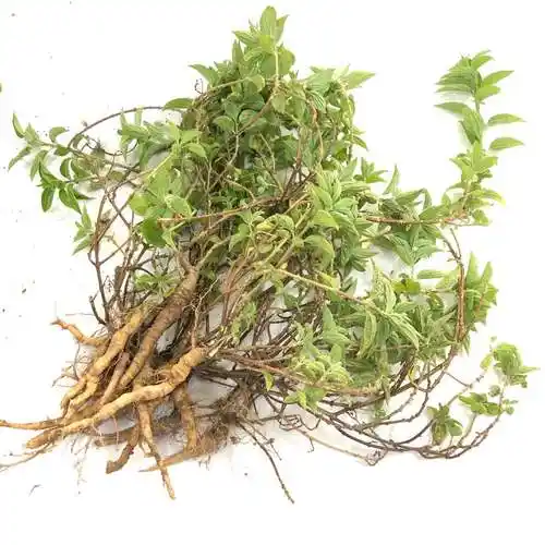 现挖野生新鲜雾水葛咄脓膏头糯米藤根消脓 雾水葛根全草500克包邮--爱