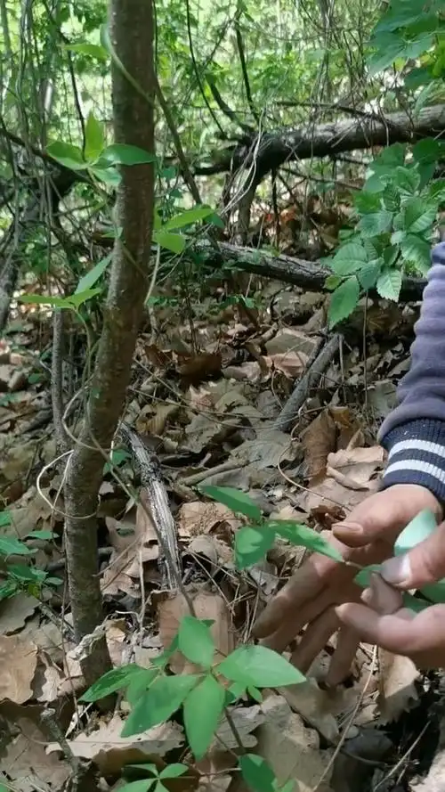 今天比较幸运,发现了这个四叶参也叫奶参,它的根部作用大