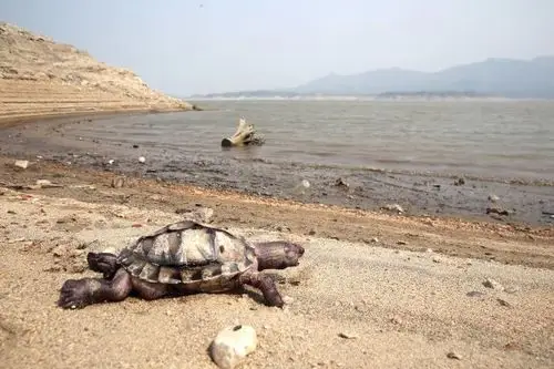 河北遭遇持续干旱 水库乌龟被晒成干尸(图)
