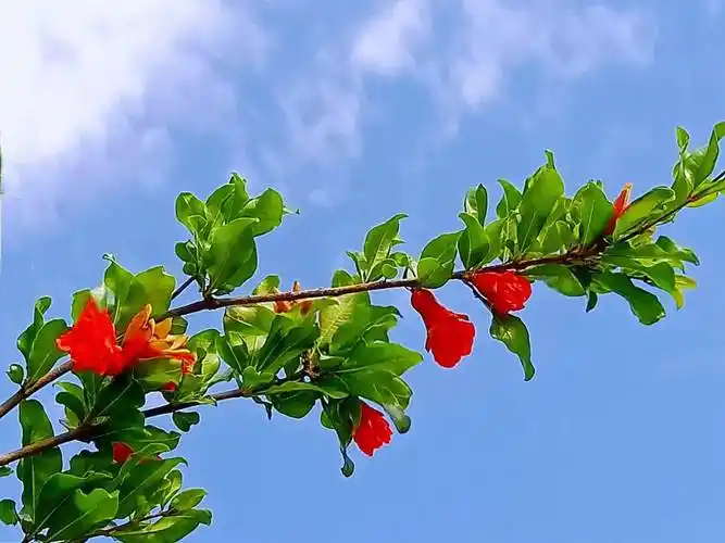 原创散文诗夏天可以喜欢的事物很多