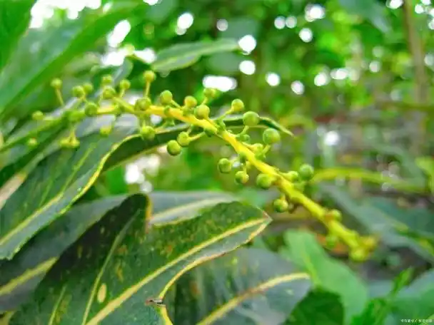 桂枝为樟科植物肉桂的嫩枝