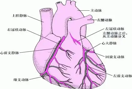 冠状动脉阻塞