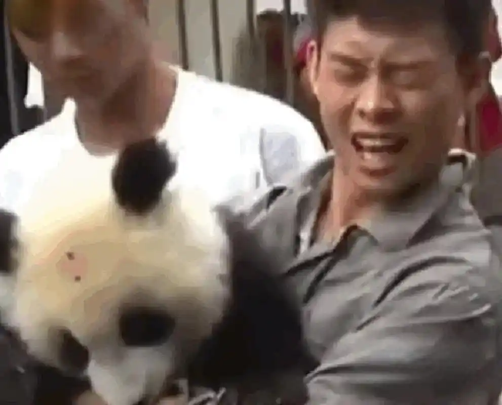 张译被咬了,大熊猫去打针了