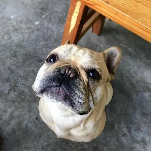 三个奶油小法斗找新家