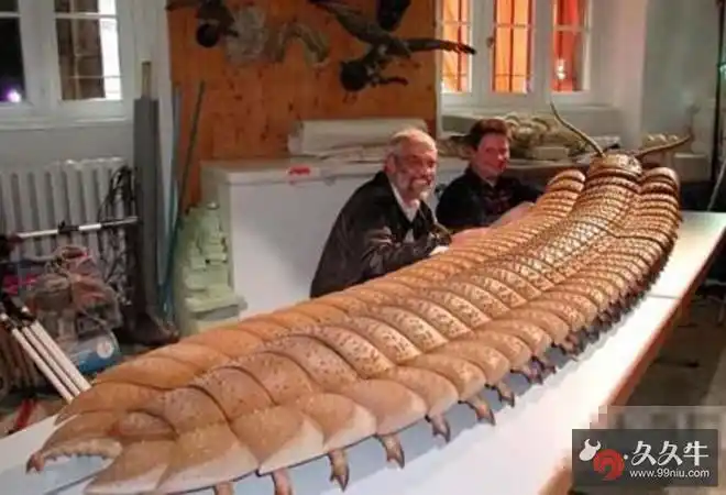 巨型古广翅鲎 揭秘进化史上最大节肢动物体型庞大真相