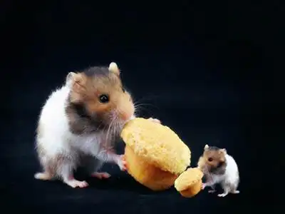 宠物金丝熊吃什么蔬菜,水果,粮食长大?