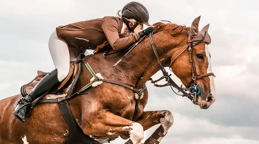 马俚语—把马放在车前 (put the cart before horse)