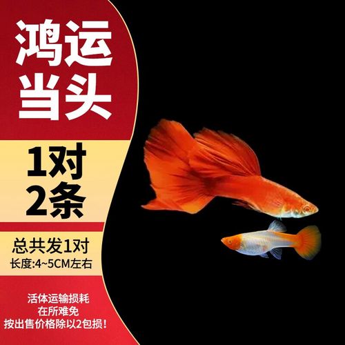 缎带鸿运当头1对【4-5cm大型鱼】