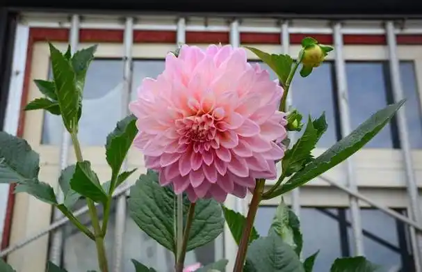 大丽花叶子蔫了怎么办