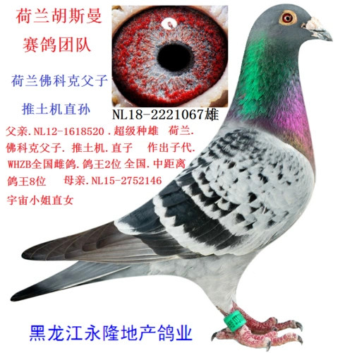 荷兰佛科克父子.推土机.直孙