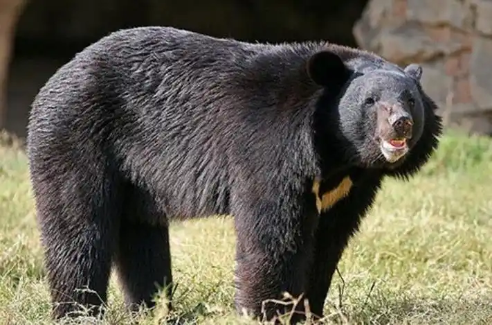 p>黑熊喜马拉雅亚种(学名:ursus thibetanus laniger)是食肉目熊科的
