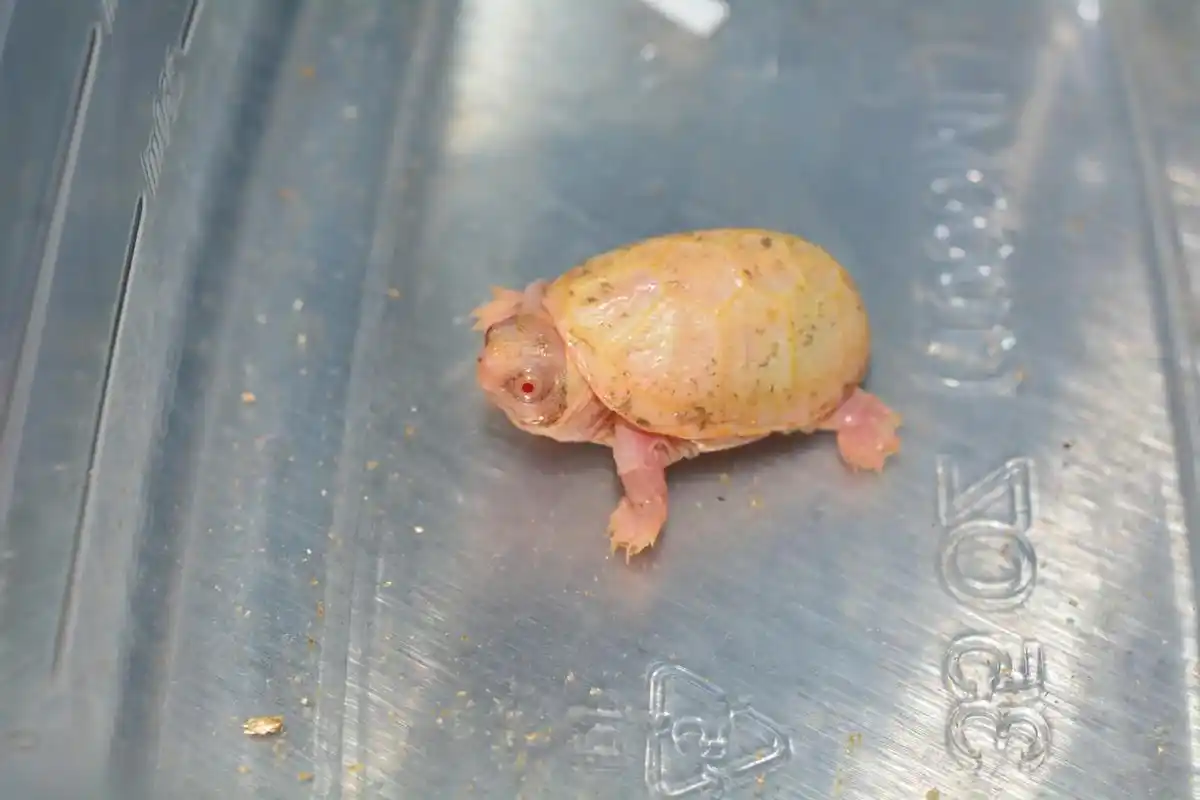 白化红面蛋龟.第二个白化红面来个特写#养龟日常 #养龟人 # - 抖音