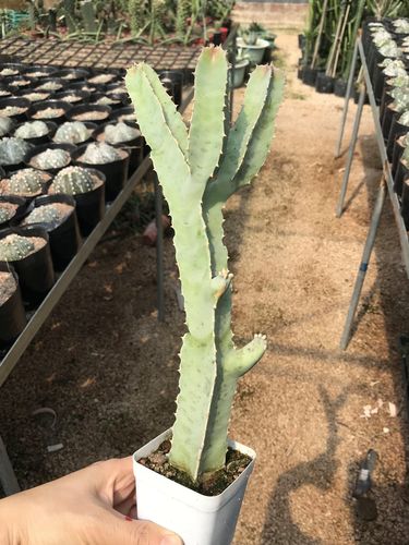 四角萝藦美丽丽水牛角仙人掌多肉植物绿植盆栽多肉植物