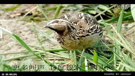 专业版鹌鹑叫声