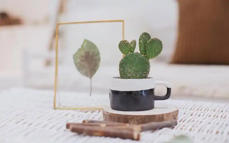 文艺小清新静物唯美意境