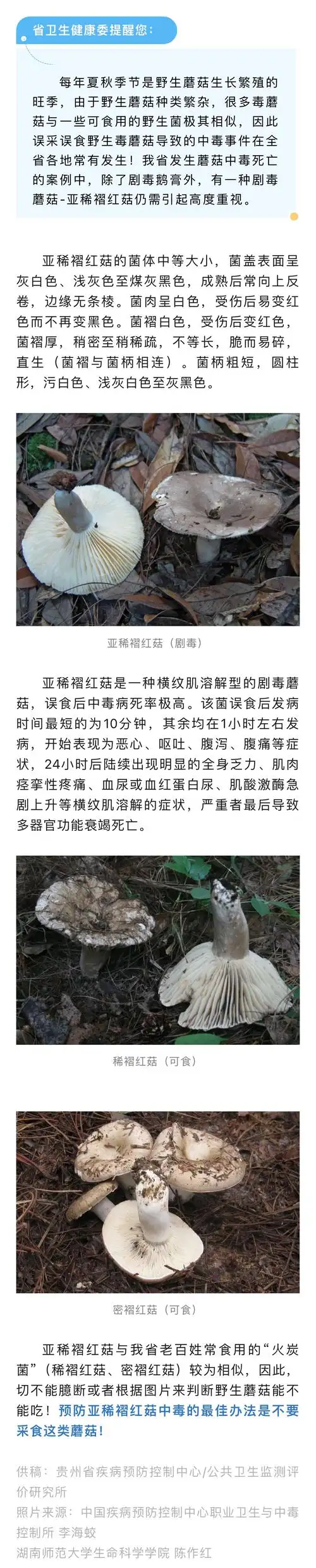 动静健康 | 贵州有毒蘑菇科普系列——亚稀褶红菇